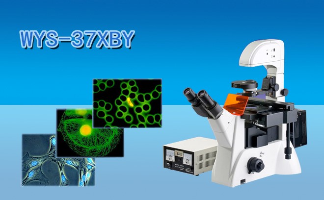 细胞研究用的生物手机在线免费看片分类和工作原理